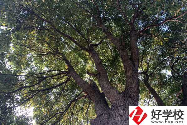 湖南省商業(yè)職業(yè)中專學(xué)校在哪里？升學(xué)就業(yè)怎么樣？