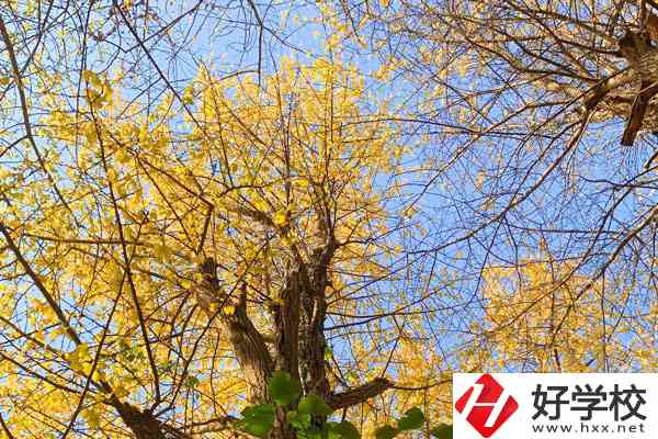 衡陽市瀟湘衛(wèi)生中等專業(yè)學(xué)校的專業(yè)就業(yè)方向如何？