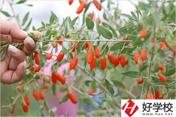 在湘西學中草藥栽培怎么樣？開設此專業(yè)的學校有哪些？