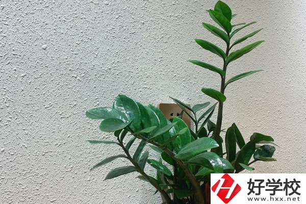 安鄉(xiāng)縣職業(yè)中專學校有哪些專業(yè)?如何收費？