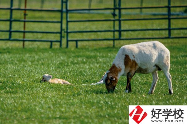 張家界旅游學(xué)校的優(yōu)勢(shì)在哪里？