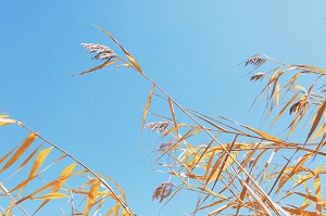 學(xué)會解決問題