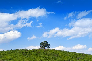 知識(shí)系統(tǒng)化