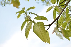 合理安排復習計劃