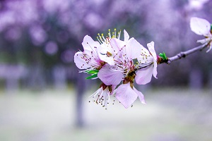 專升本后拿到的學(xué)歷是第一學(xué)歷嗎