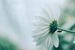 全日制專升本的高等數(shù)學怎么復習？